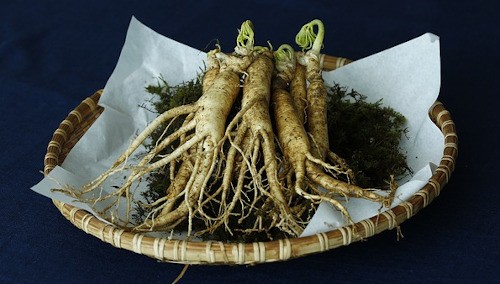 Das Bild zeigt die Ginseng Pflanze.