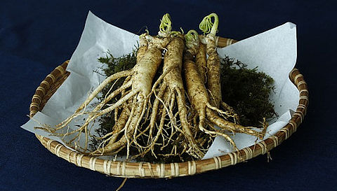 Das Bild zeigt die Ginseng Pflanze.