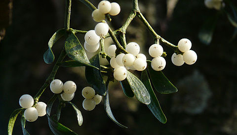 Mistelpflanze mit Mistelbeeren